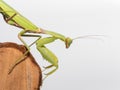 Macro of a praying mantis grasping a small log with its legs on a white background Royalty Free Stock Photo