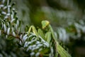 Macro of pregnant female Praying Mantis or Mantis Religiosa in a natural habitat under natural light. It looking at the camera and