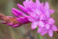 Macro of pretty pink flower with dew drops Royalty Free Stock Photo