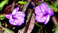 Macro of pretty, purple petunia flowers