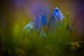 Macro. Primrose -Scilla Siberika blue flower.