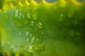 Aloe Vera leaf Water droplets In Kiambu Kenya East Africa Royalty Free Stock Photo