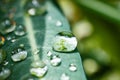 Water droplets OnThe Branch of Leaf In Kiambu Kenya East African
