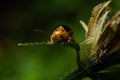 Macro Insects Searching For Nector In Kiambu Kenya East Africa