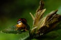 Macro Insects Searching For Nector In Kiambu Kenya East African