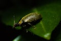 Macro Insects Searching For Nector In Kiambu Kenya East African