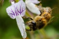 Macro Insects Searching For Nector In Kiambu Kenya East African