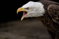 Macro profile portrait of a gorgeous angry bald eagle screeching Royalty Free Stock Photo