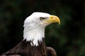 Macro profile portrait of a gorgeous bald eagle before the dark green background Royalty Free Stock Photo