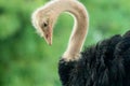 Macro profile portrait of a North African ostrich before a green blurred background Royalty Free Stock Photo