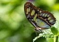 Macro profile shot of a Brush-footed butterfly on a green leaf Royalty Free Stock Photo