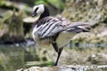 Macro profile view of a Barnacle goose perching on the stone by the water