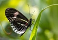 Macro profile view of a Sara Longwing butterfly on a green leaf