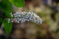 Macro Prunus padus `Siberian beauty` blossom on bokeh background. White flower of blooming bird cherry or Mayday tree Royalty Free Stock Photo