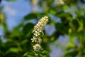 Macro Prunus padus  `Siberian beauty` blossom on bokeh background. White flower of blooming bird cherry or Mayday tree. Royalty Free Stock Photo