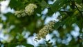 Macro Prunus padus `Siberian beauty` blossom on bokeh background. White flower of blooming bird cherry or Mayday tree Royalty Free Stock Photo