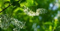 Macro Prunus padus `Siberian beauty` blossom on bokeh background. White flower of blooming bird cherry or Mayday tree Royalty Free Stock Photo