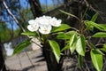 Macro of white pear flowers and green leaves