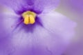 Macro of a purple african violet