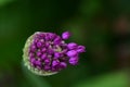 Macro of a Purple Allium