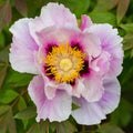 Macro of purple common peony bloom Paeonia officinalis with gr Royalty Free Stock Photo