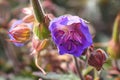 Macro of a purple cranesbill flower with stamen