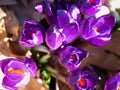 macro of purple crocus flowers Royalty Free Stock Photo