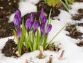 Purple crocus flowers in the snow Royalty Free Stock Photo