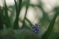 Macro purple cropped flower