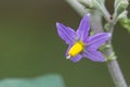 Macro purple eggplant flowers on tree