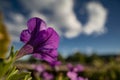 Macro of a purple flower with big sky background Royalty Free Stock Photo