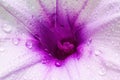 Macro purple flower with bubble on blurred background