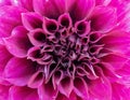 Macro of purple flower. Royalty Free Stock Photo