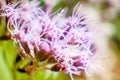 Macro purple flowers blued background