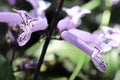 Macro of purple flowers on a Spurflower plant