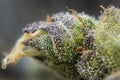 Macro of Purple and Green Frosted Marijuana Cannabis Flower