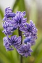 Hyacinth in the garden