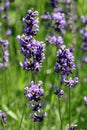 Macro Purple lavender flower.