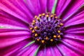 Macro of beautiful and vibrant purple and yellow flower and its stamens