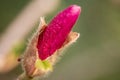 Macro of purple magnolia bud in botanical garden. Beautiful flowering, blooming tree - beautiful blossomed magnolia in spring Royalty Free Stock Photo