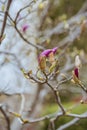 Macro of purple magnolia bud in botanical garden Royalty Free Stock Photo