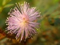 Simple Photo macro of Purple Mimosa Pudica Flower Royalty Free Stock Photo