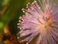 Simple Photo macro of Purple Mimosa Pudica Flower Royalty Free Stock Photo