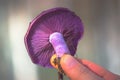 Macro of Purple Mushroom Gills. Cortinarius violaceus in hands