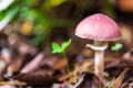 Macro purple mushroom growing in the autumn forest amidst grass and leaves. Royalty Free Stock Photo