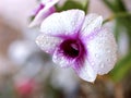 purple orchid cooktown  Dendrobium bigibbum flower with water drops and soft focus on sweet pink blurred background  sweet color Royalty Free Stock Photo