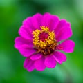 Macro purple pink  flower with yellow stamens and  pollen and blurred natural green background. Toned image. Copy space. Royalty Free Stock Photo