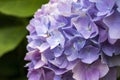 Macro purple and pink hydrangea petals Royalty Free Stock Photo