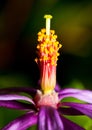 Macro of a purple pink and yellow lilly