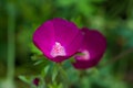 Macro of a purple poppy mallow